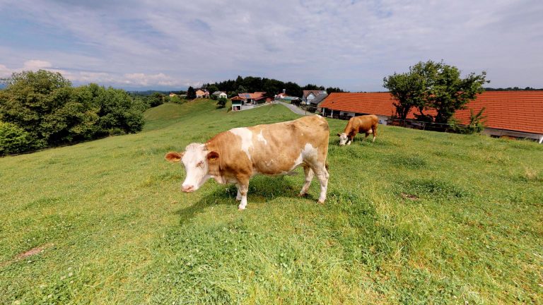 Familie Lambauer Preding Kuhstall Lambauer Kuhstall 16 768x432