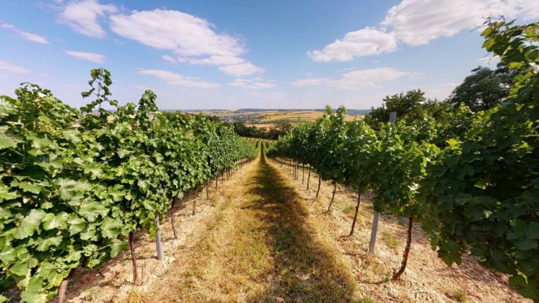 Weingut Kurz 08142021 152228 768x432